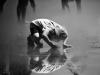 canicule